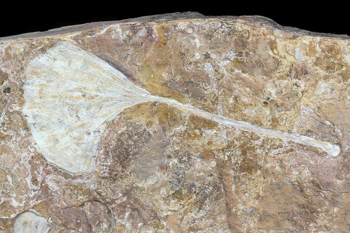 Fossil Ginkgo Leaf From North Dakota - Paleocene #81249